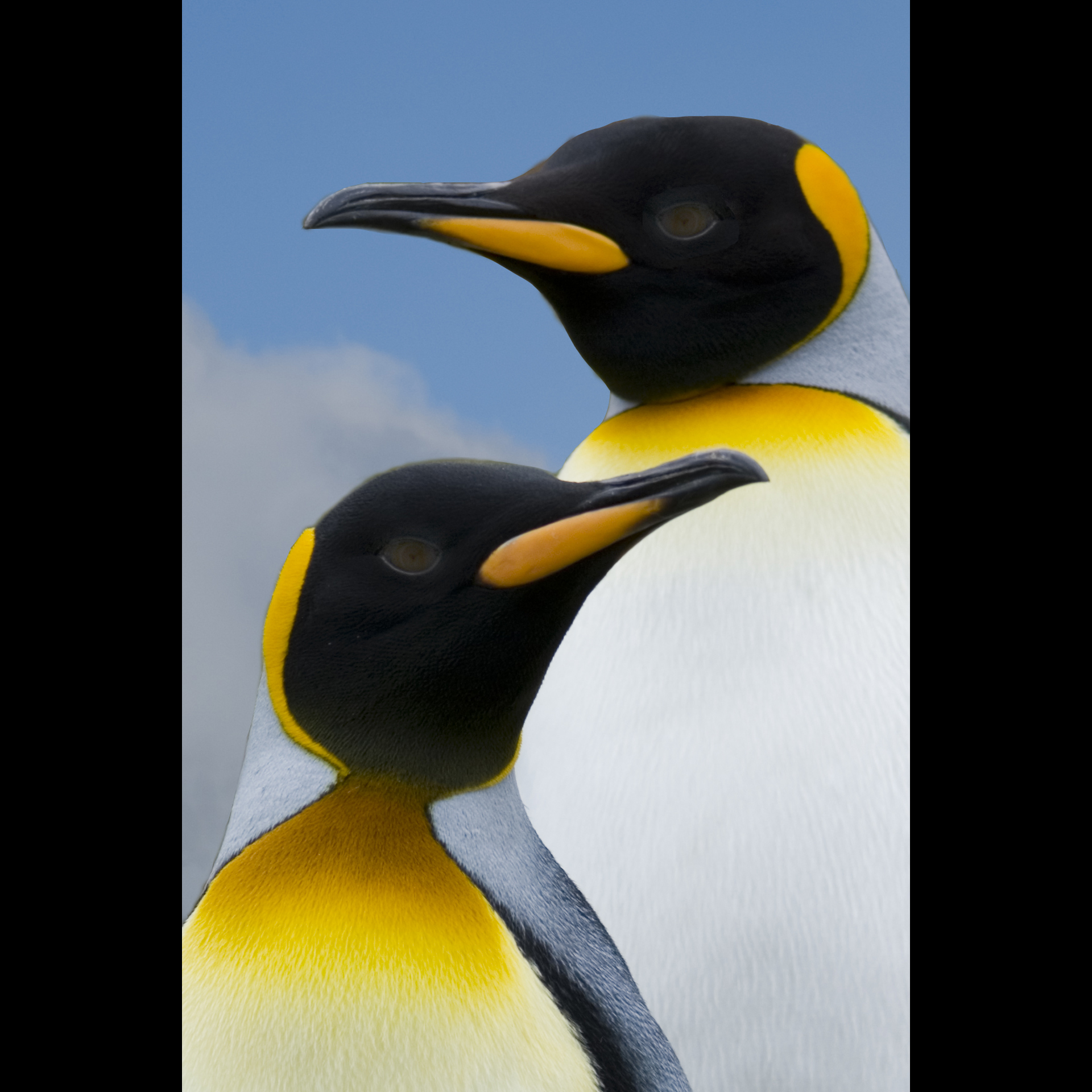 Business Profile